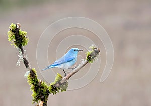 Intimate closeup photograph of a Mountain bluebird perched on a branch