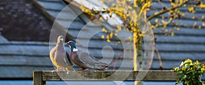 Intimate couple of common wood pigeons sitting close together, common birds of europe