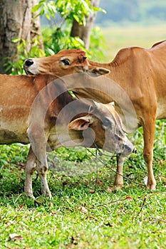Intimate cow with love photo