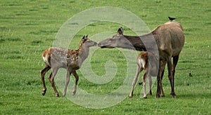 Intimate elk moment