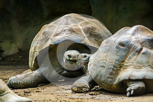 Intimate galapagos tortoise couple with their head together, Vulnerable terrestrial turtle specie from the galapagos islands