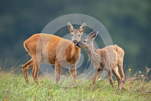 Intimate moment between mother roe deer doe and fawn