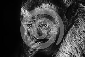 Intimate monkey portrait. With sad eyes in captivity