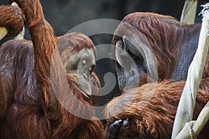 Intimate Orangutan Pair Close-Up at Sanctuary, Eye-Level View