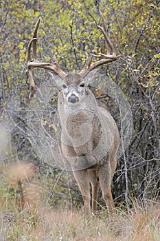 Intimate photograph of nontypical whitetail buck in rut