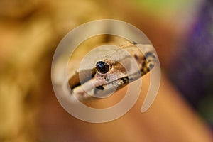 Intimate Snake Portrait with Glossy Eye Detail and Natural Backdrop photo