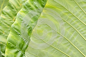 An Intimate Study of Leaf Texture