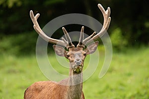 Intimate summer portrait of a red deer stag on a meadow.