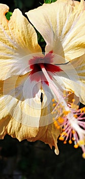 Intimate Yellow and white Hibiscus