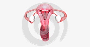 intra uterine device inside fantom uterus