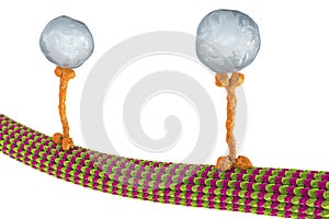 Intracellular transport, kinesin proteins transport molecules moving across microtubules photo