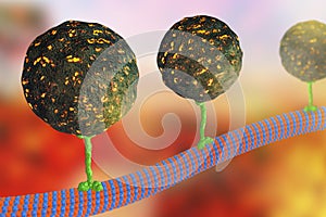 Intracellular transport, kinesin proteins transport molecules moving across microtubules