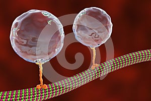 Intracellular transport, kinesin proteins transport molecules moving across microtubules