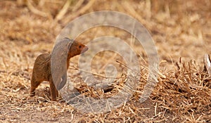 A intrepid Dwarf Mongoose