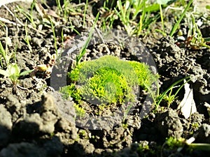 Intresting moss photo