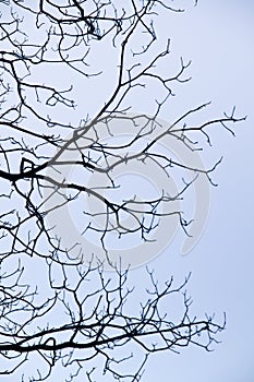 intricacy on tree branches