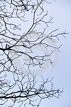 intricacy on tree branches photo