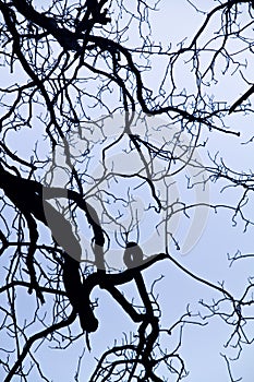 intricacy on tree branches