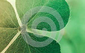 The intricate beauty of a clover, a tiny world of delicate green leaves.