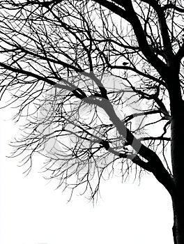 The intricate beauty of trees