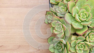 Intricate Cactus and Succulent Echeveria plant, from Crassulaceae family. Light colored wooden surface with copy space.