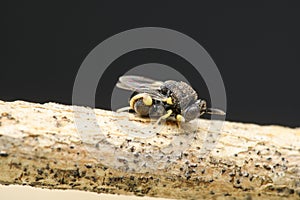 Neotropical Parasitoid Wasp, Satara, India photo