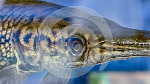 Alligator Gar Close-Up