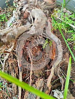 Intricate Exposed Tree Root System