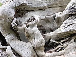 Intricate forms of tree trunk, branches and roots of very old dead tree