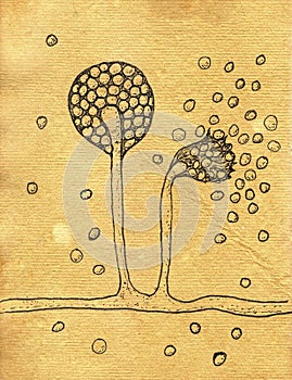 Intricate hand-drawn illustration of Mucor fungi on aged paper photo