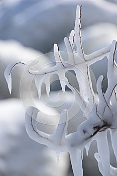 Intricate icy designs