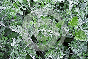 Intricate Leaves on a Leafy Plant