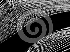 Close-up black and white image showcasing detailed textures of papers.