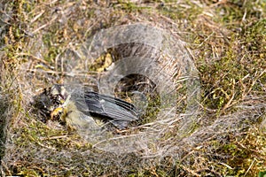Intricate material used to make nest, When cleaning out blue tit nest box to find a dead nestling