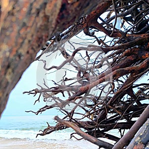 Gnarled Coastal Tree Roots Overlooking the Ocean