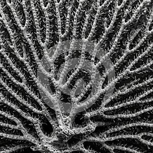 Intricate pattern resembling a black and white coral structure, featuring a network of