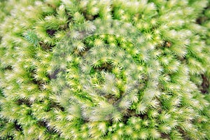 Intricate pattern of soft green moss