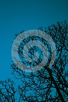 Intricate patterns of leafless tree branches