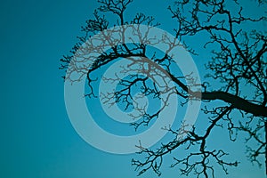 Intricate patterns of leafless tree branches