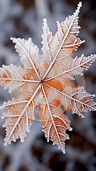 The intricate patterns of a snowflake