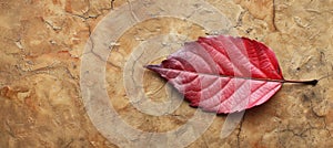 Intricate red leaf skeleton texture background for creative design projects and artistic endeavors. photo