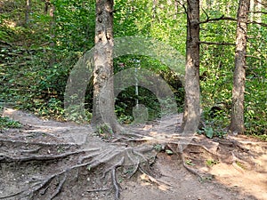 Intricate Root System