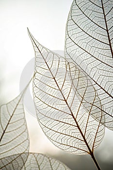 Skeleton leaf abstract background