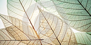 Skeleton leaf abstract background