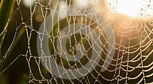 An intricate spider web is adorned
