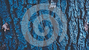 Deep Blue Tree Bark Texture Closeup Good Resolution Stock Photo