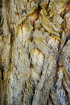 Intricate tree bark texture displaying deep vertical grooves and ridges