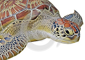 Intricate turtle shell pattern