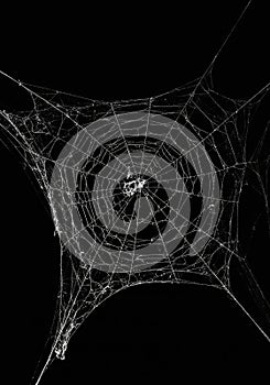 Intricate White Spiderweb on Black Background
