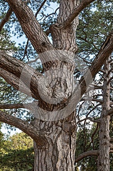 Intricately curved, tangled pine trunks and branches illuminated by the sun
